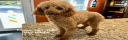 Aussiedoodle dogs for sale: Amour - Ad 4