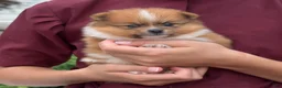 Pomeranian dogs for sale: Rubble  - Ad 4