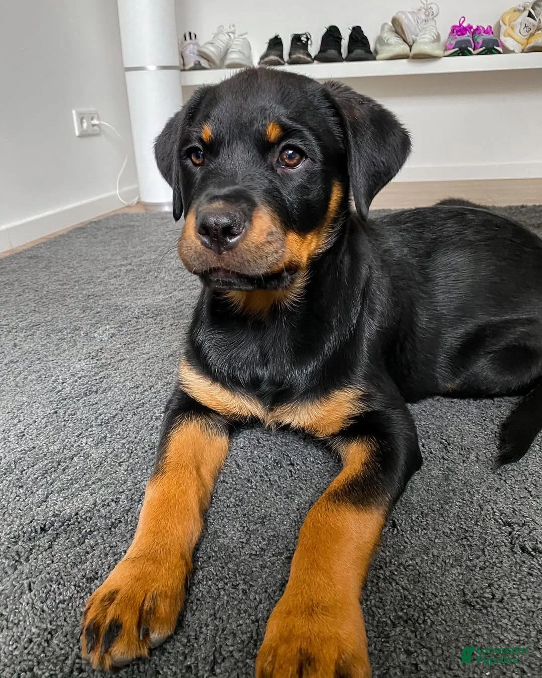 Rottweiler dogs for sale: Hailey - Ad 2