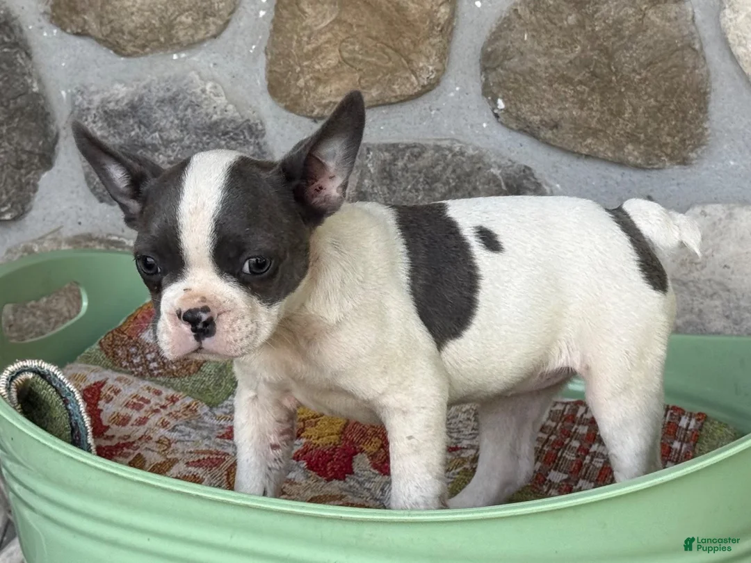 Frenchton dogs for sale: Bonnie  - Ad 3