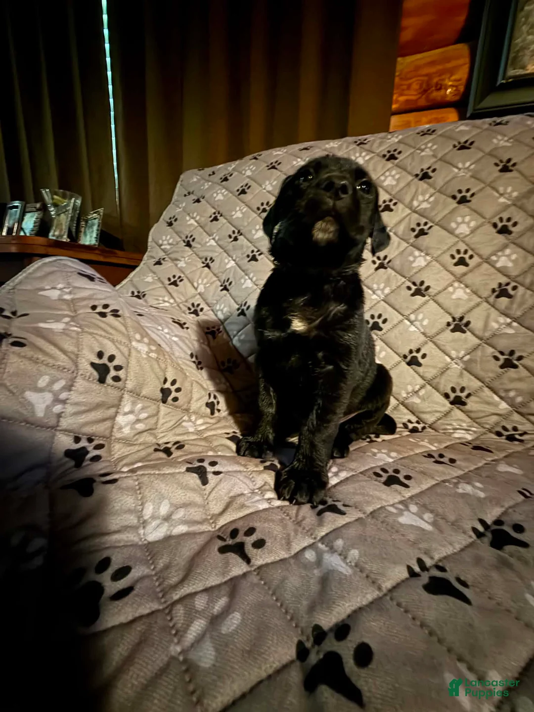 Mixed Breed dogs for sale: Max - Ad 1