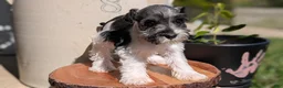 Miniature Schnauzer dogs for sale: Chloe  - Ad 4