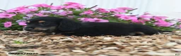 Miniature Dachshund dogs for sale: Ranger - Ad 5