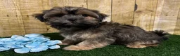 Shorkie dogs for sale: Whiskey - Ad 3