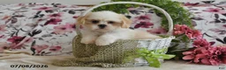 Shih Tzu dogs for sale: Mac - Ad 4