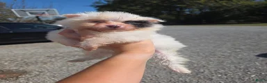 Pomeranian 2
