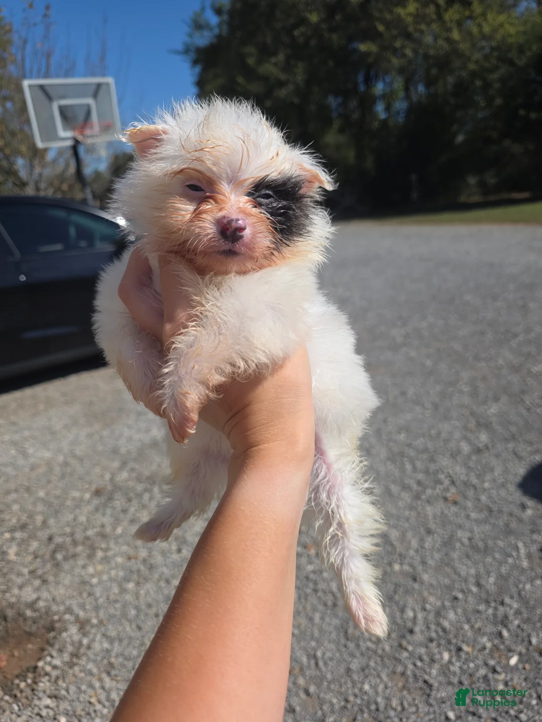 Pomeranian dogs for sale: Pomeranian 2 - Ad 1