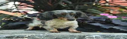 Miniature Dachshund dogs for sale: Buddy  - Ad 6