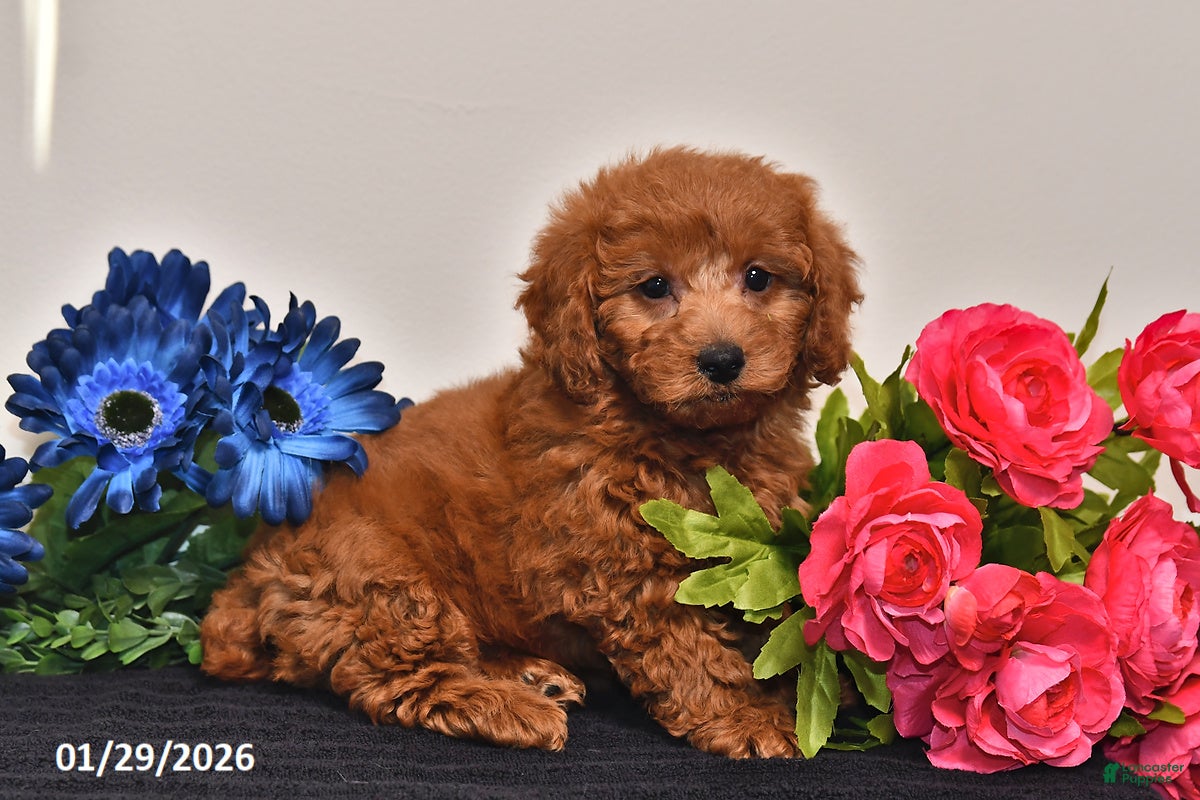 Miniature Poodle dogs for sale: Heather - Ad 1