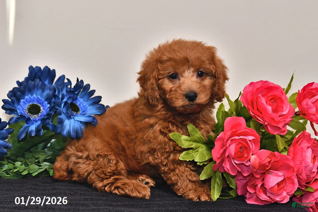 Miniature Poodle dogs for sale: Heather - Ad 1