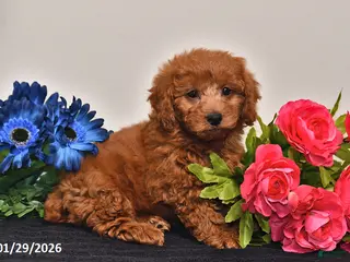 Miniature Poodle dogs for sale: Heather - Ad 1