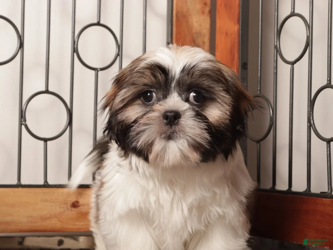 Shih Tzu dogs for sale: Drew ACA ShihTzu - Ad 2