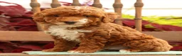 Miniature Poodle dogs for sale: Sawyer - Ad 8