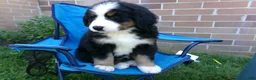 Bernese Mountain Dog dogs for sale: Tea Cup - Ad 11