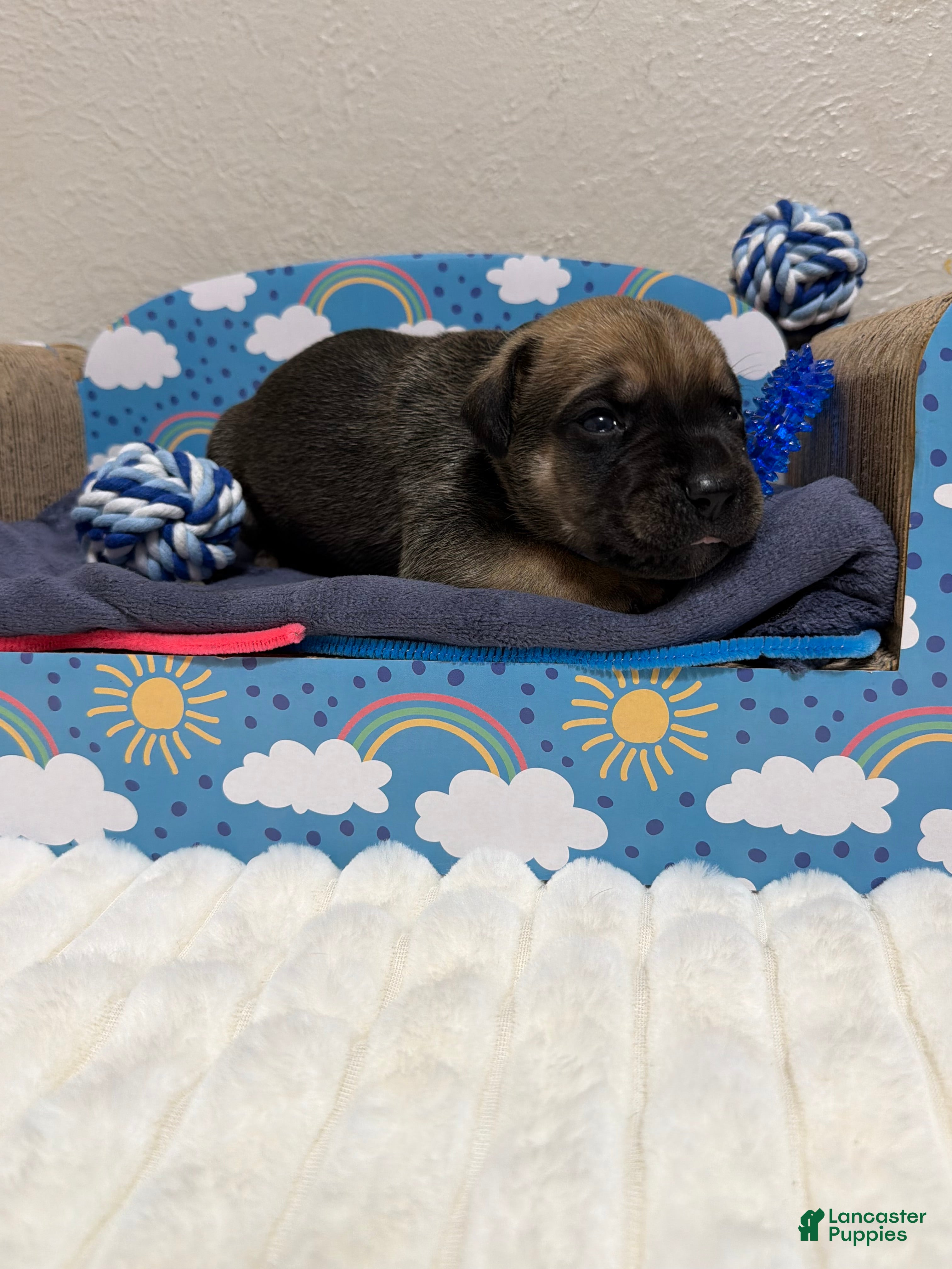 Cane Corso dogs guy-black collar  - Ad 31