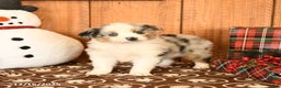 Miniature Australian Shepherd dogs for sale: Jade - Ad 1