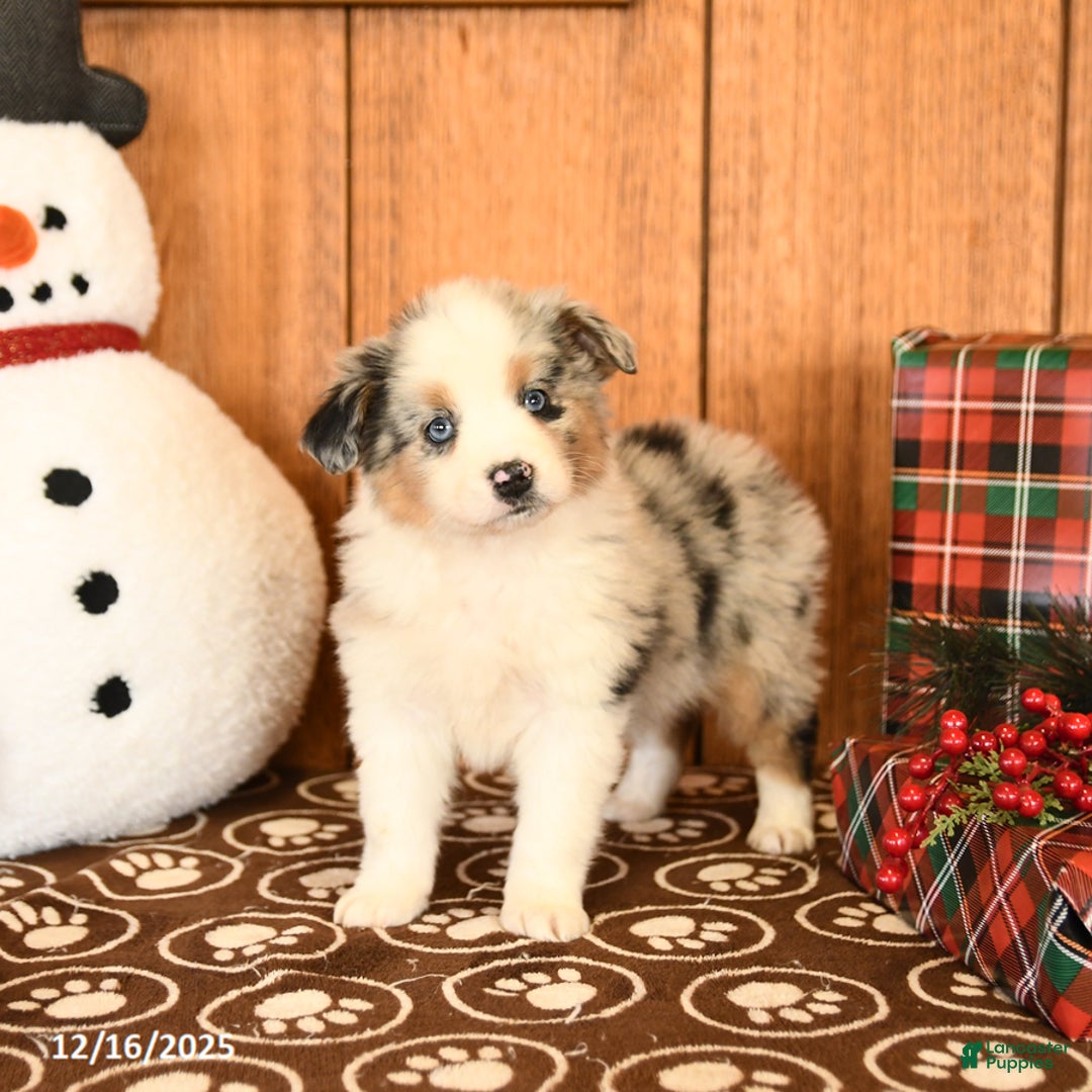 Miniature Australian Shepherd dogs for sale: Jade - Ad 1