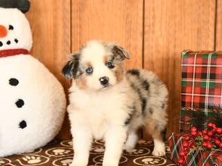 Miniature Australian Shepherd dogs Jade - Ad 39