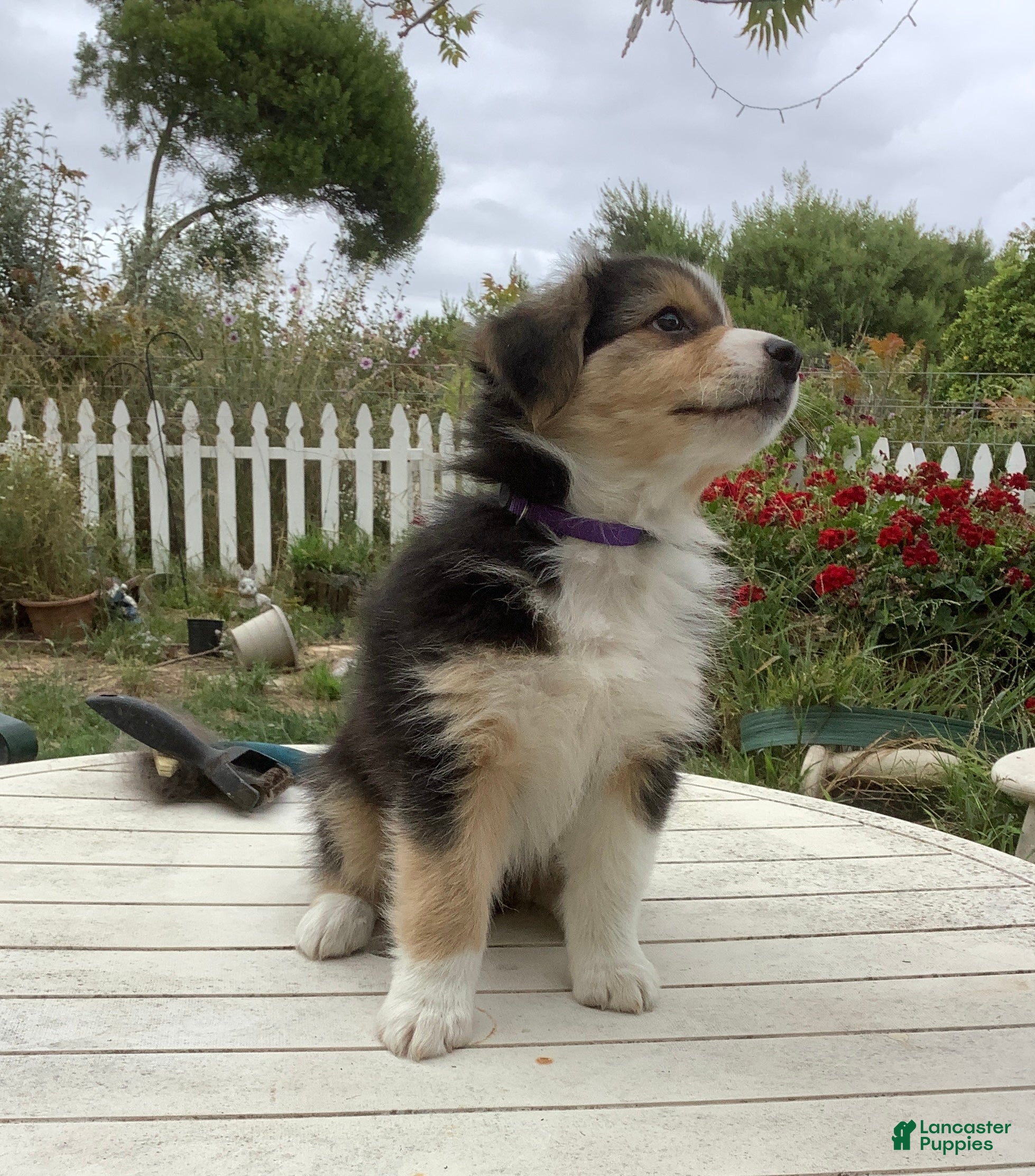 Australian Shepherd dogs Lola - Ad 8