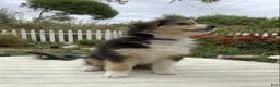 Australian Shepherd dogs for sale: Lola - Ad 1