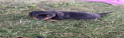 Miniature Dachshund dogs for sale: Josh - Ad 3