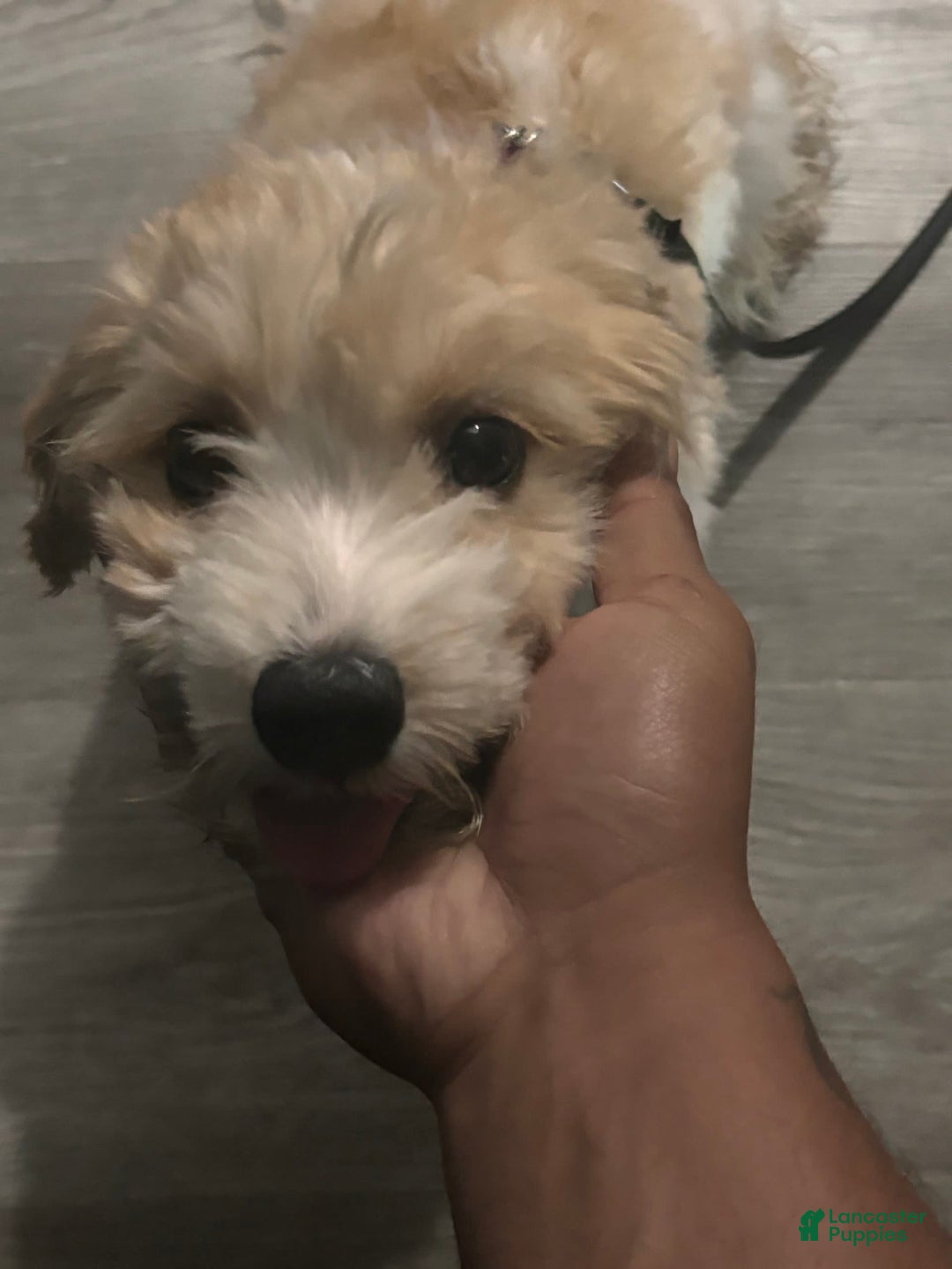 Gallery Image {{count}}