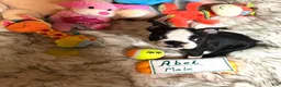 Boston Terrier dogs for sale:  Abel - Ad 4