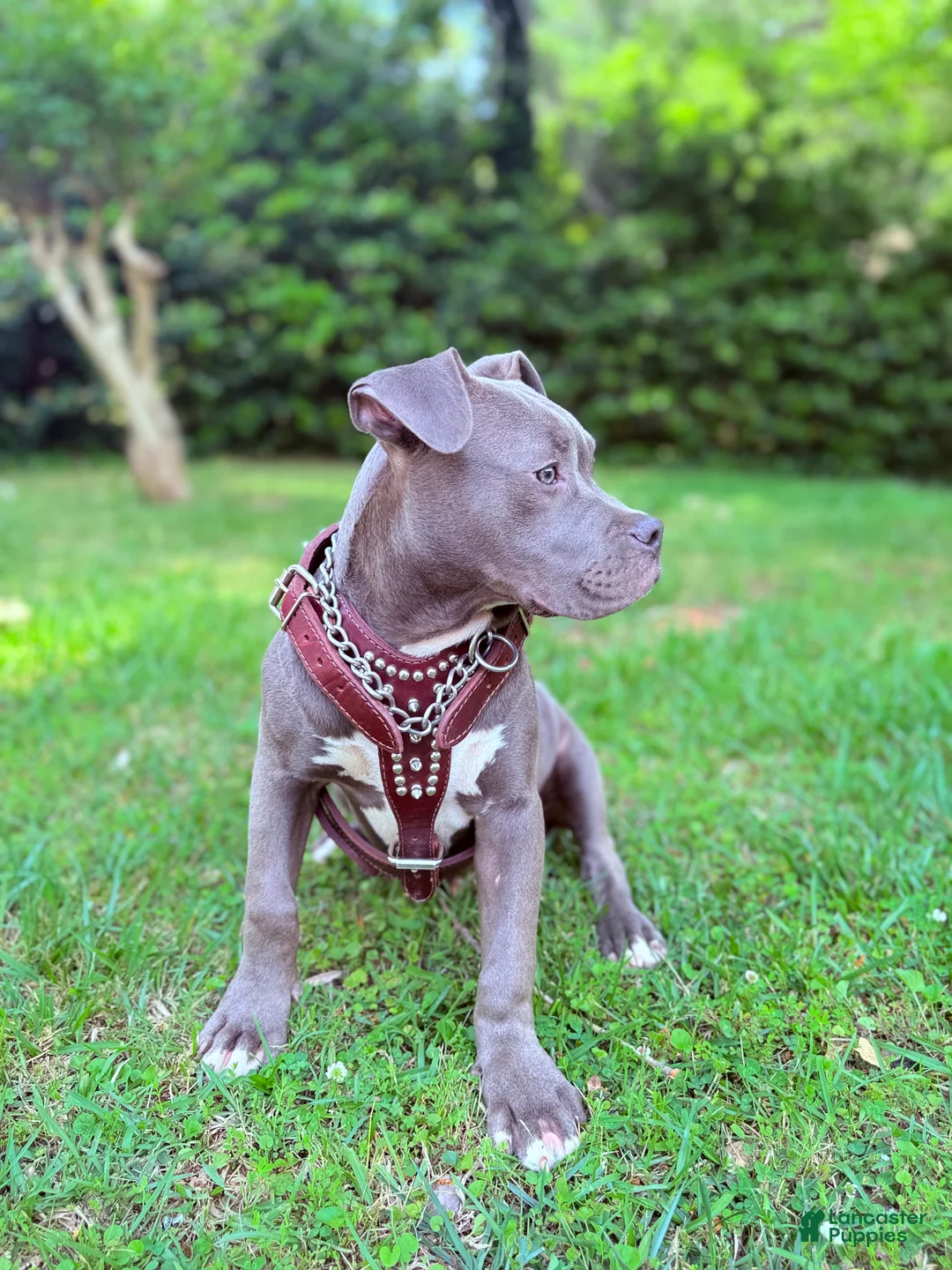 American Bully dogs for sale: Joker - Ad 2
