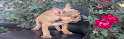 French Bulldog dogs for sale: Xander - Ad 3