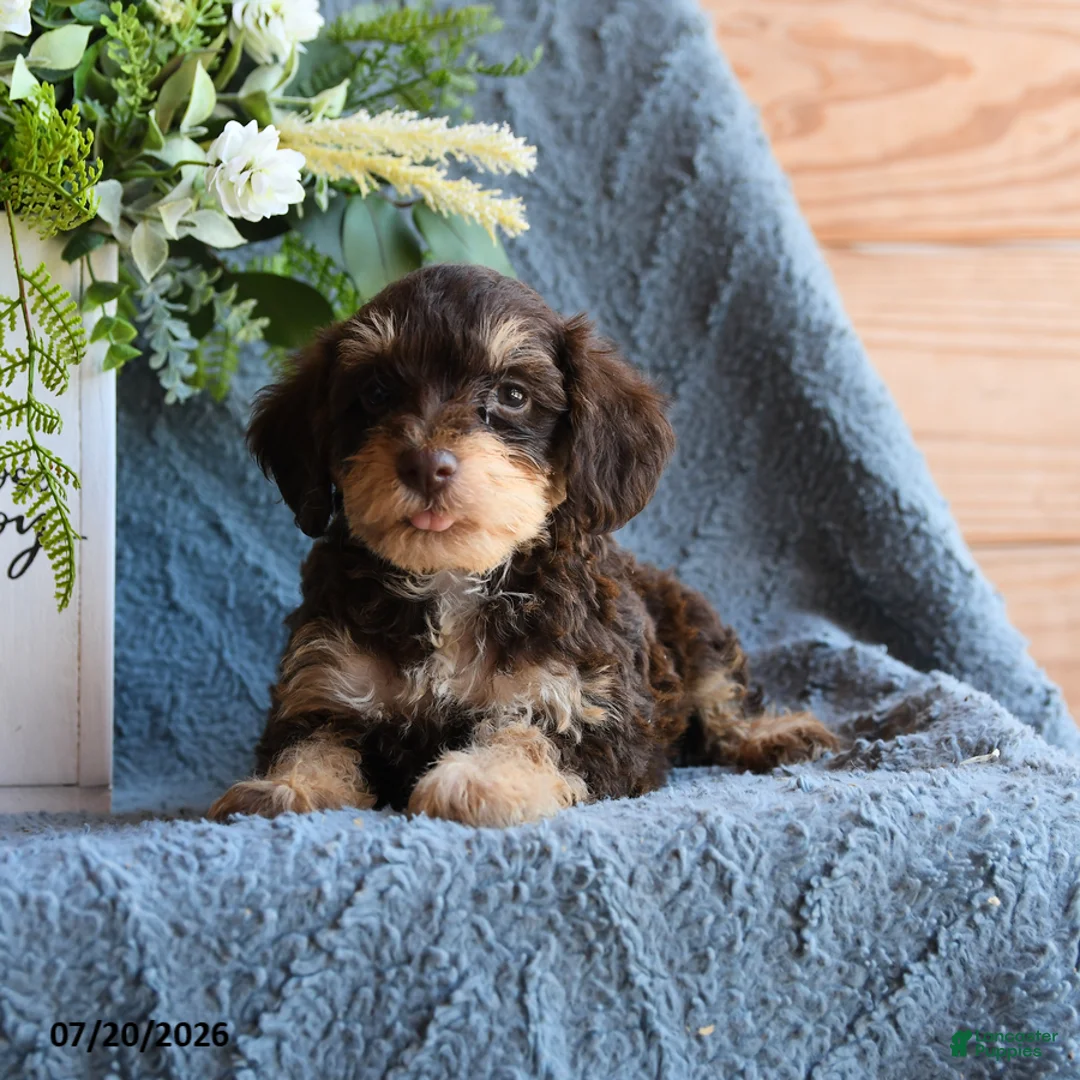 Schnoodle dogs for sale: Pippin - Ad 1