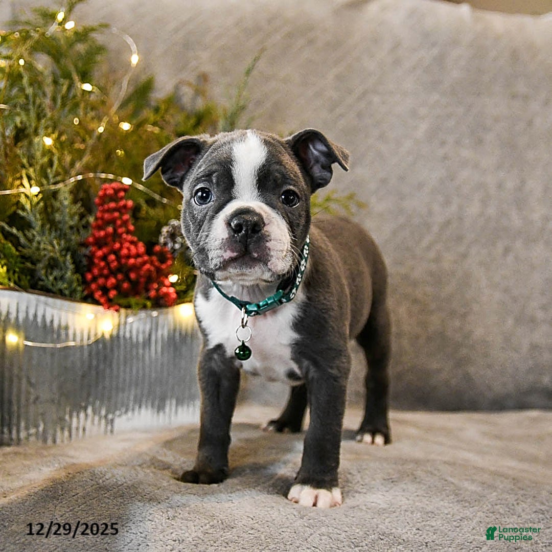 Boston Terrier dogs for sale: Caspar - Ad 2