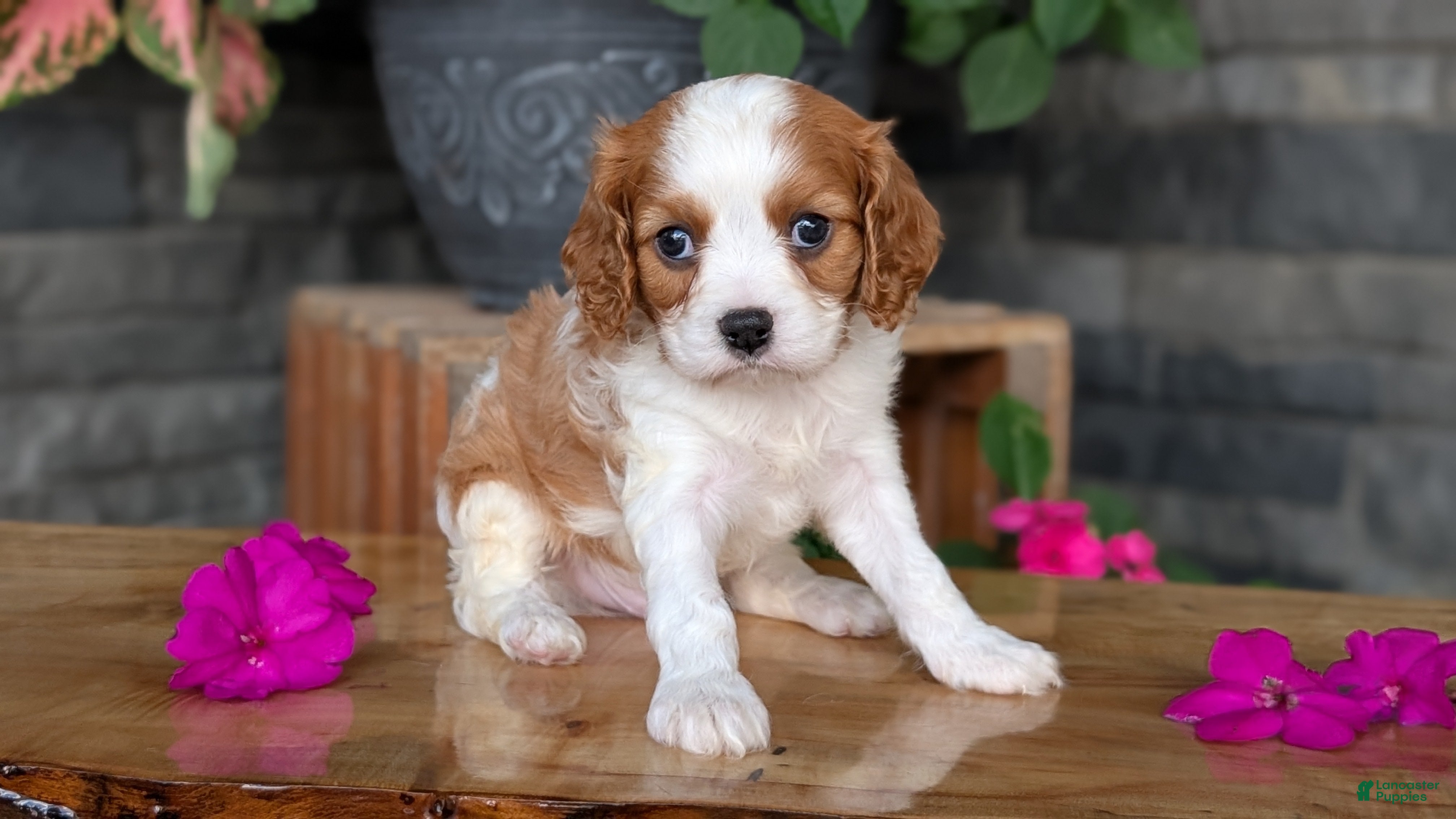 Cavalier King Charles Spaniel dogs Leo - Ad 2