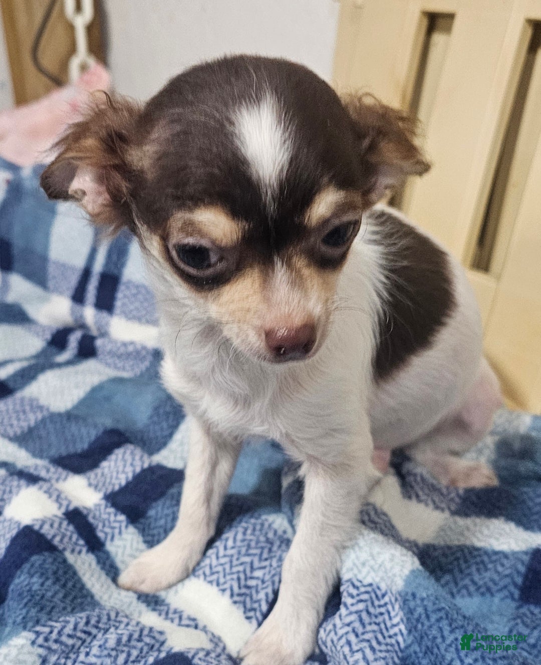 Chihuahua dogs for sale: Prissy - Ad 13