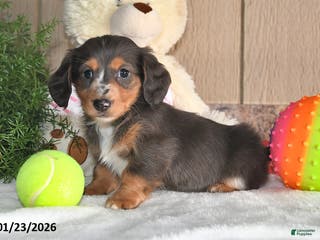Miniature Dachshund dogs Cocoa - Ad 40