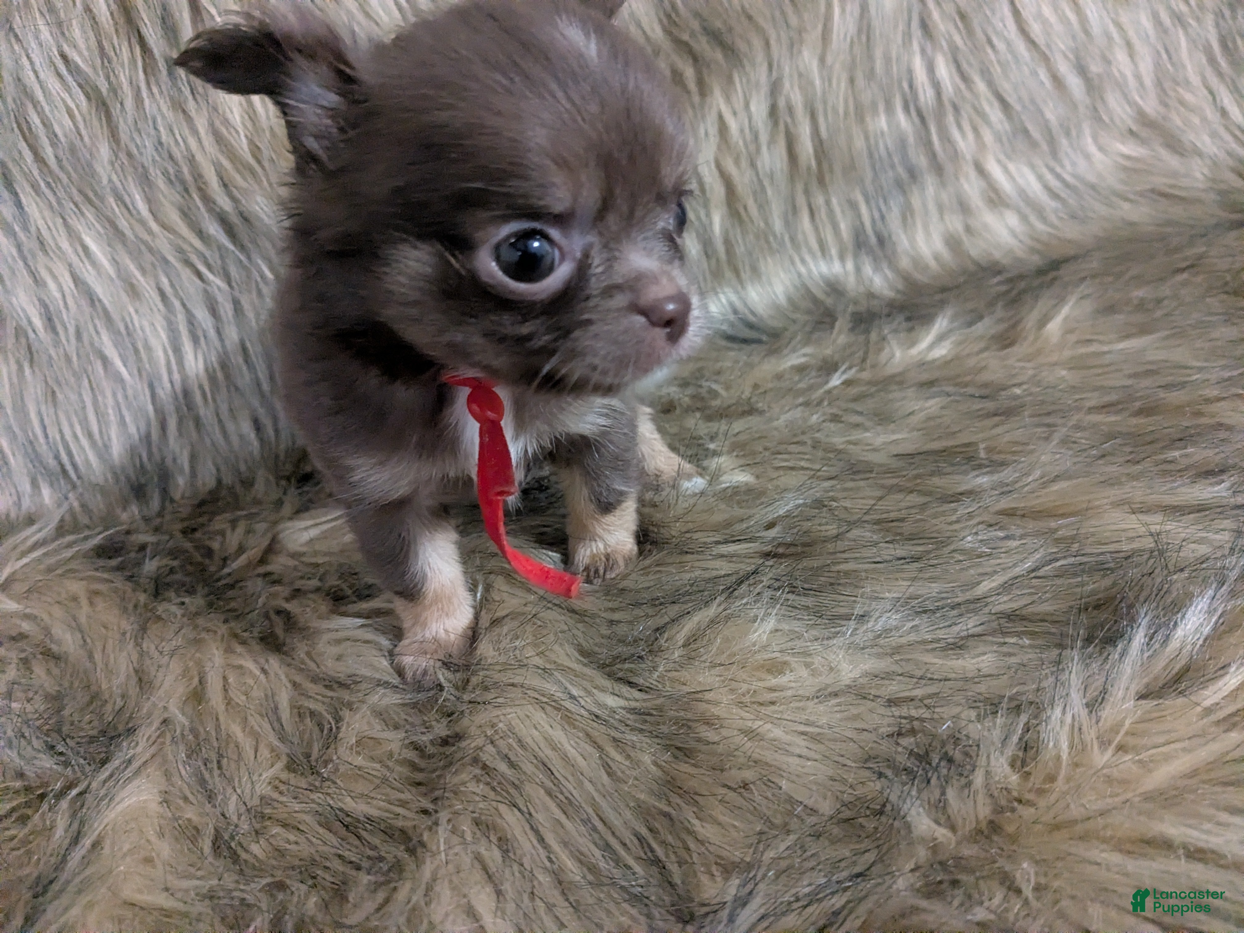 Chihuahua dogs Tiny Tcup Ruby LC - Ad 8