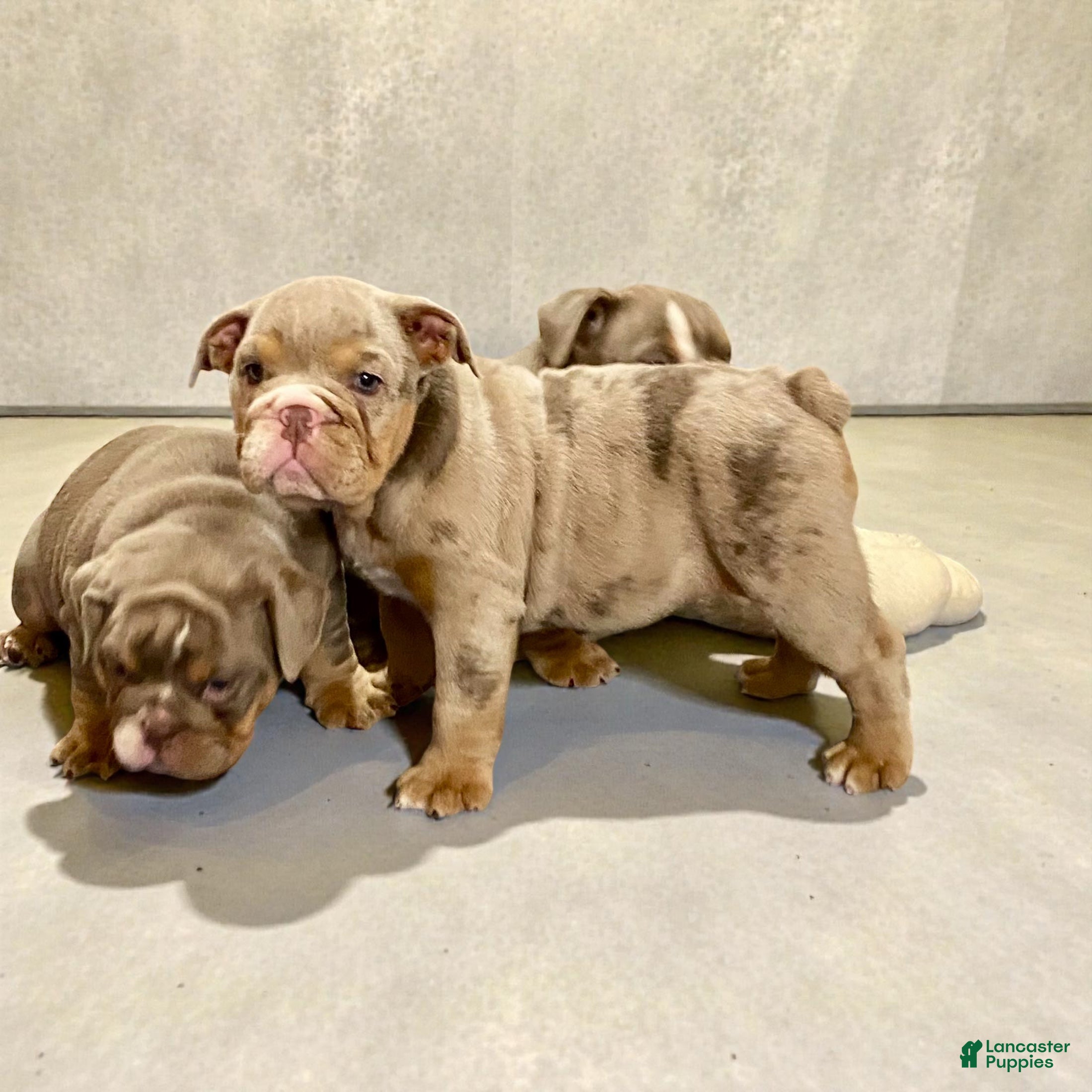 English Bulldog dogs Perfection  - Ad 22