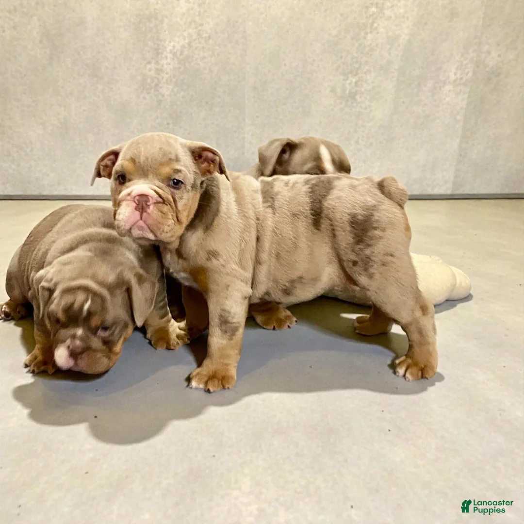 English Bulldog dogs for sale: Perfection  - Ad 1