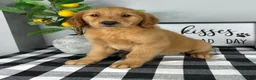 Golden Retriever dogs for sale: Gracelyn  - Ad 3