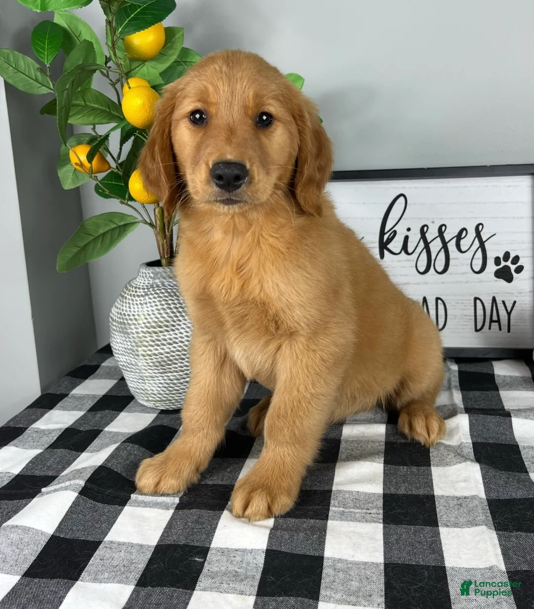 Golden Retriever dogs for sale: Gracelyn  - Ad 3