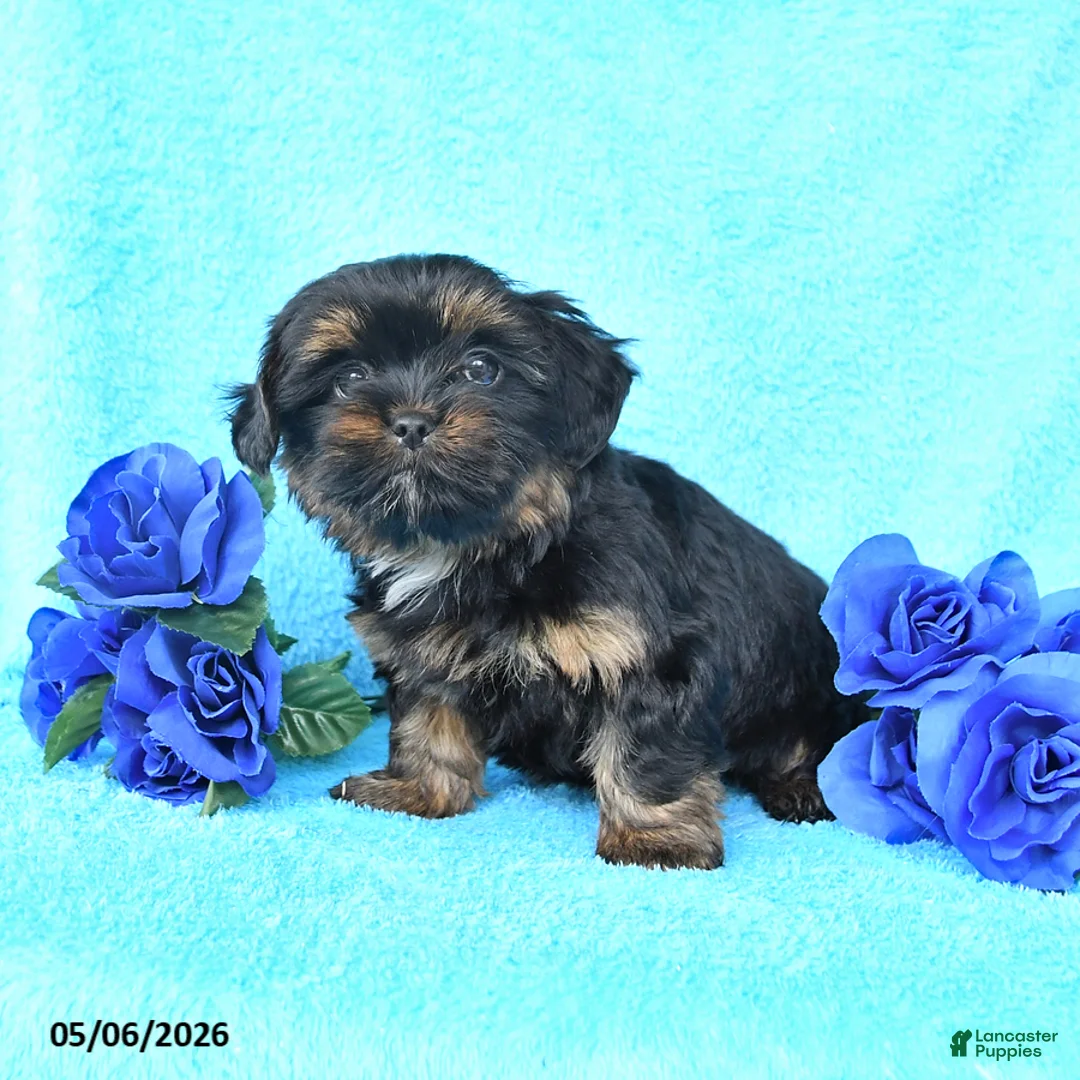 Yorkiepoo dogs for sale: Tiny - Ad 2