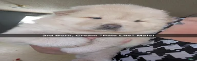 Puppy 3