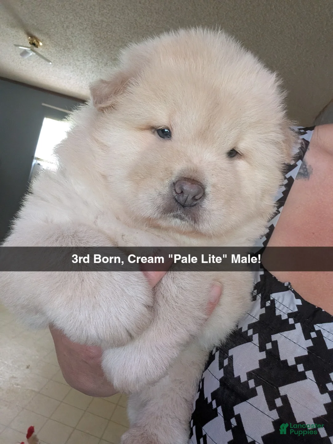 Chow Chow dogs for sale: Puppy 3 - Ad 1
