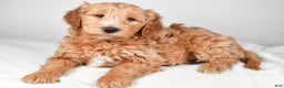 Mini Goldendoodle dogs for sale: Theo - Ad 3