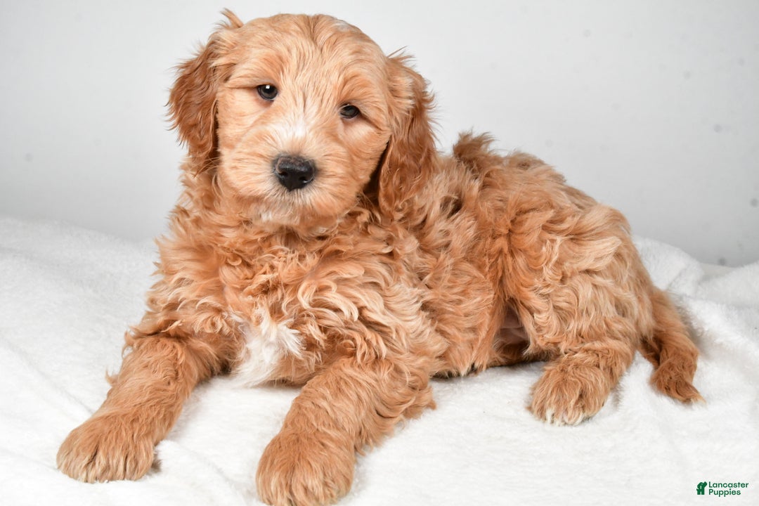 Mini Goldendoodle dogs for sale: Theo - Ad 3