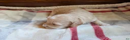 Mini Goldendoodle dogs for sale: Reggie - Ad 4