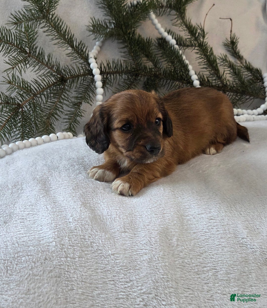 Miniature Dachshund dogs for sale: Mocha - Ad 12