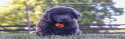Newfoundland dogs for sale: King - Ad 5