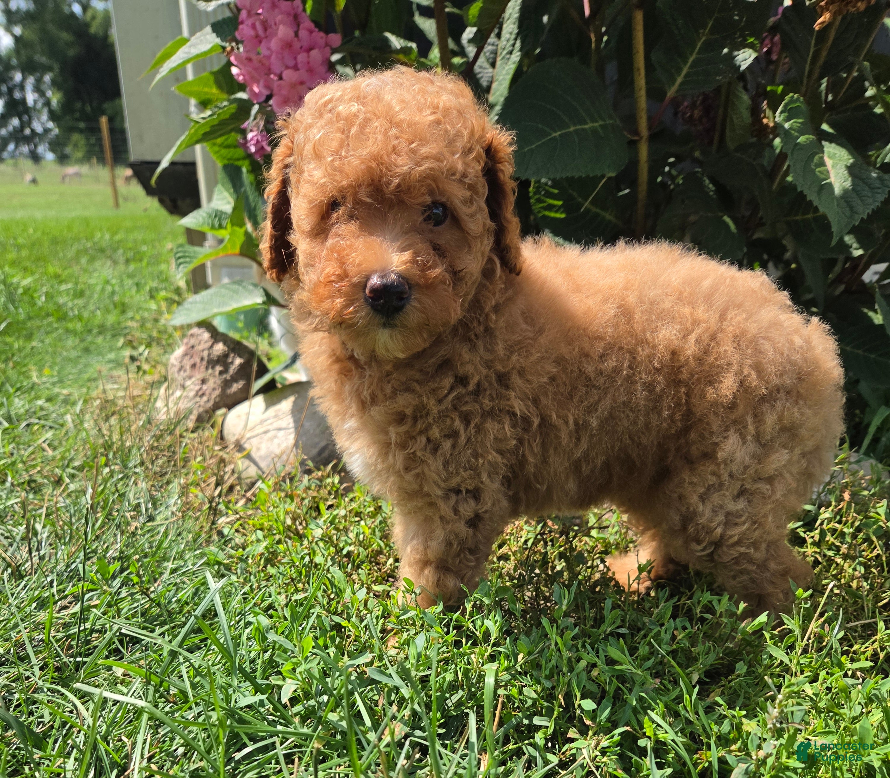 Miniature Poodle dogs Zera - Ad 1