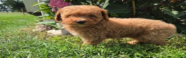 Zera