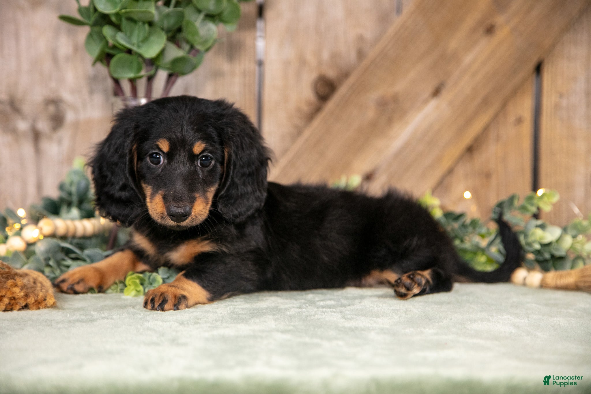 Miniature Dachshund dogs Asher - Ad 1